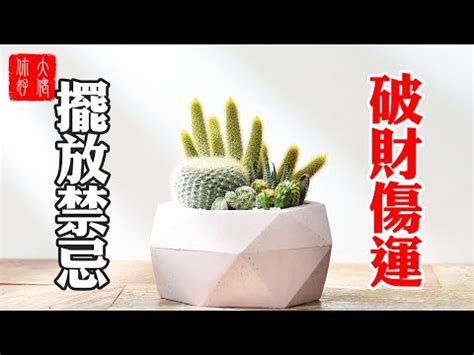 仙人掌放廁所|仙人掌可以放廁所嗎？揭開浴室風水與植物擺放的秘密